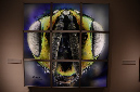 Wasp_exhibition__DSC3512